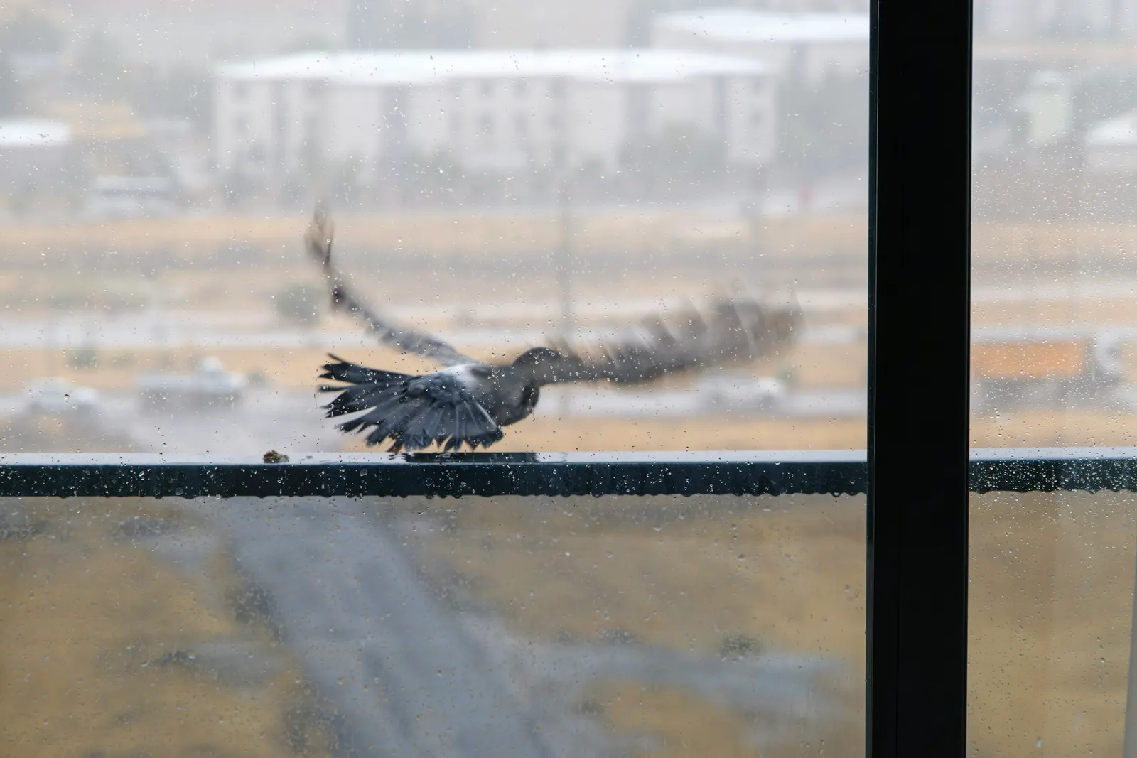 Pigeon taking off from a high-rise balcony railing, seen through a rain-streaked glass door