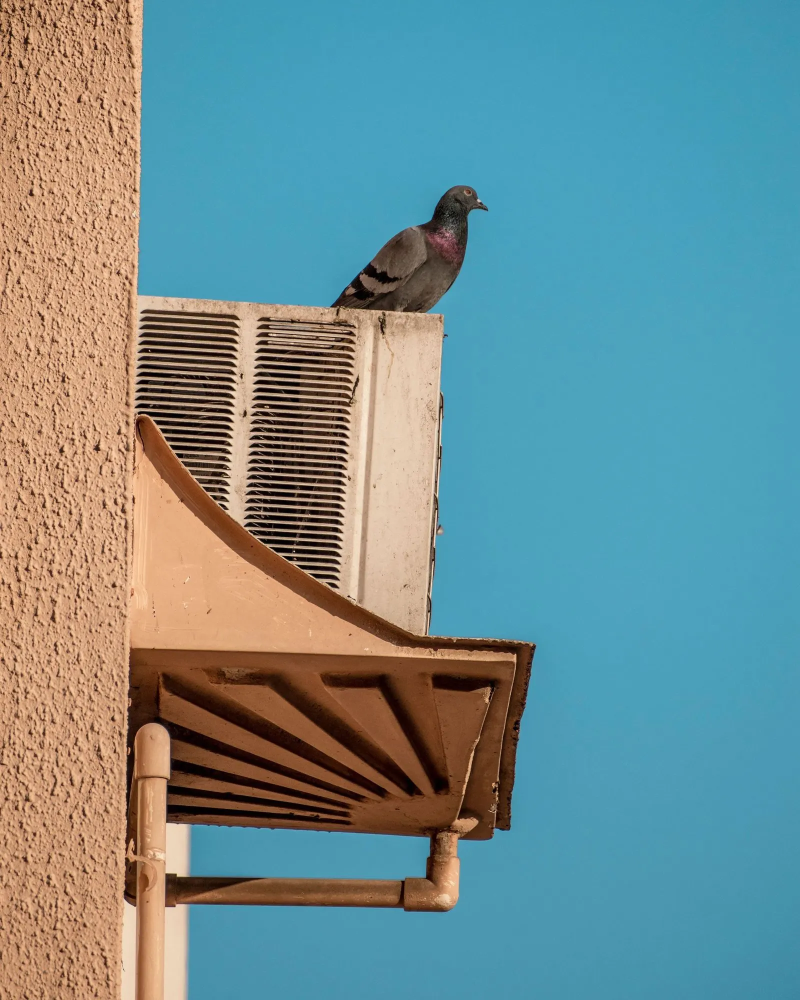 Pigeon perched on top of an air conditioner outdoor unit fixed on a bracket high on an apartment wall